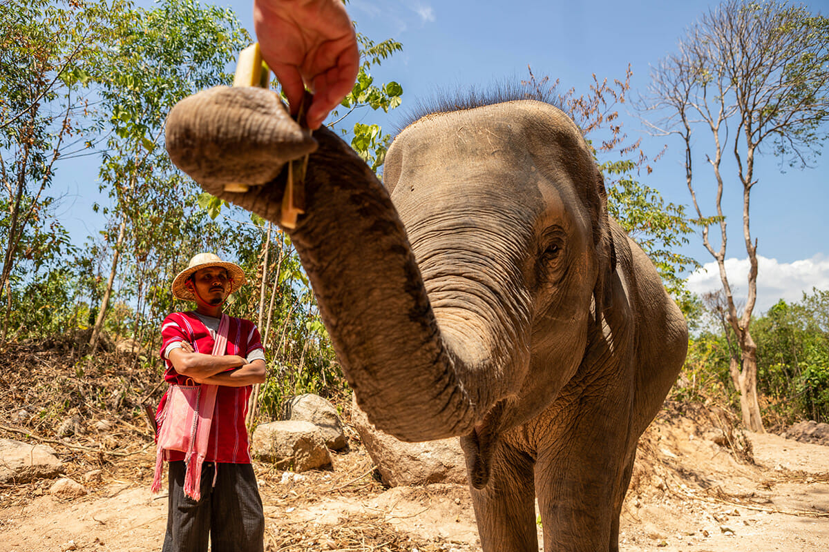 Elephant Feed & Bath Program