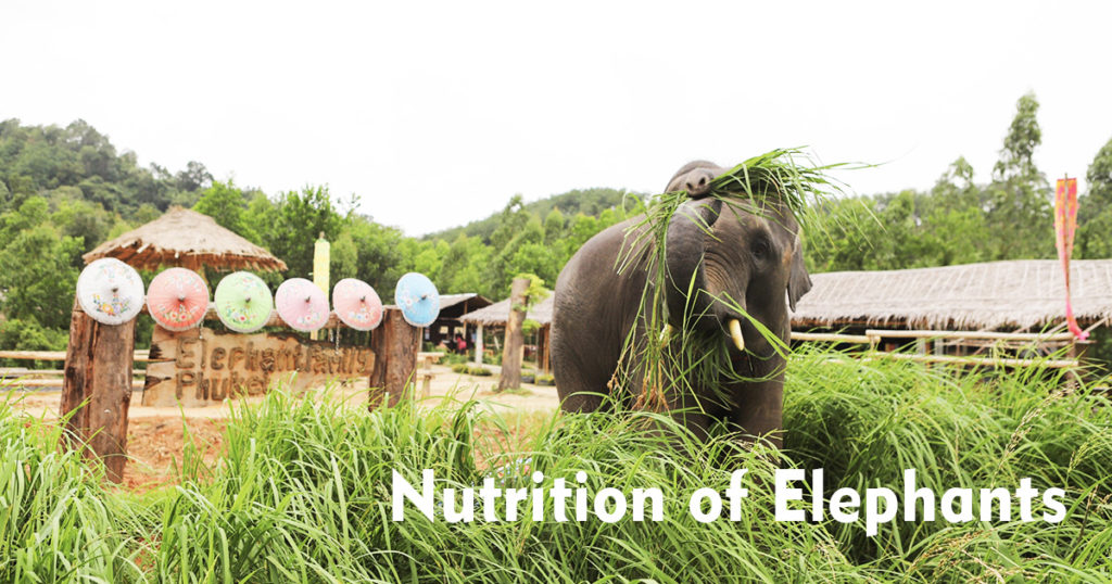 Nutrition of Elephants