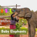 Milk for Baby Elephants