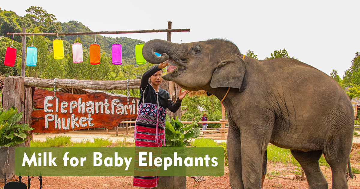 Milk for Baby Elephants