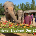 Thai National Elephant Day