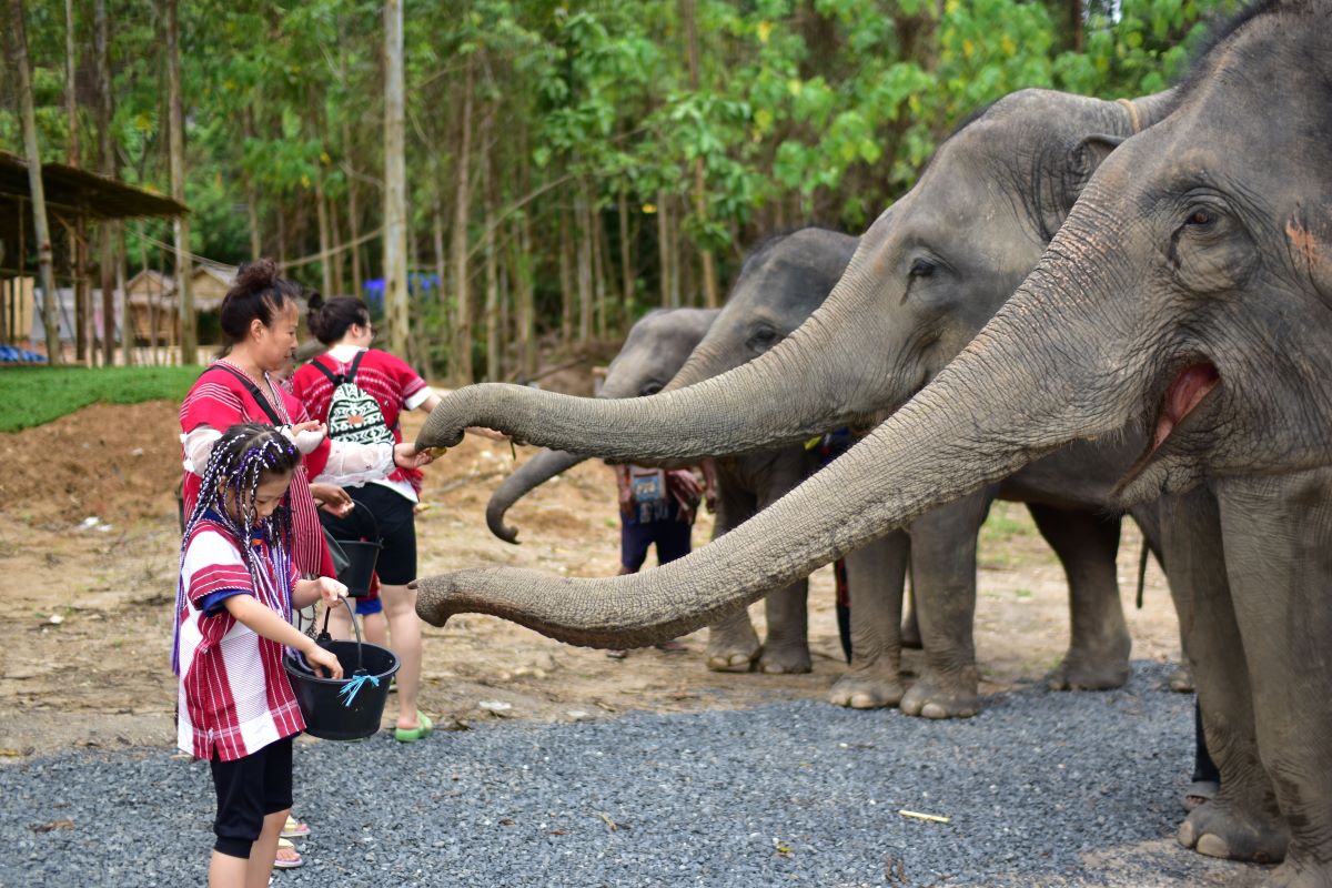 Elephant​ Care​ Program